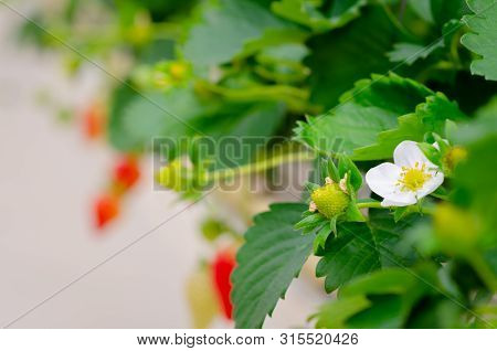 Strawberry Farm In Japan. Strawberries Flower And Strawberries Fruits On The Branch Hanging Way From