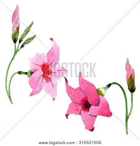 Pink Mandevilla Floral Botanical Flowers. Watercolor Background Set. Isolated Mandevilla Illustratio