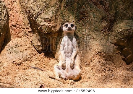 Meercat séance montre de volonté et de la recherche