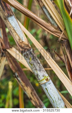 The Closeup Of Sugar Cane Plantation In The Garden