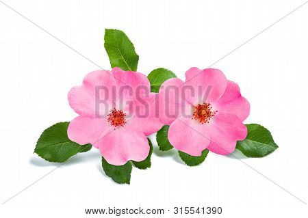Dog Rose Flowers Isolated On White Background