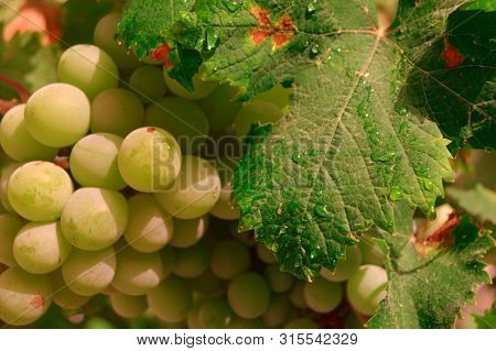 A Hanging Green Grapes Under A Leaf