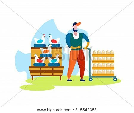 Poultry Factory. Chickens Laying Eggs On Perch, Worker Collect Them To Package, Pushing Trolley Isol