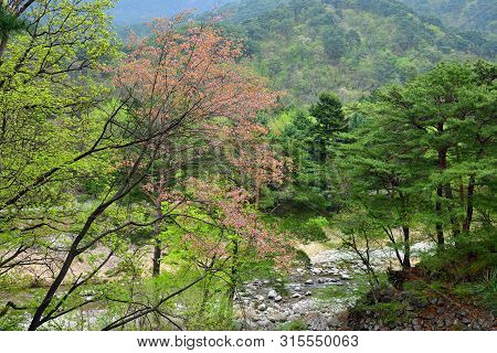 Countryside Landscape, Dprk. Blooming Trees On The  Mountain Slopes And Mountain River
