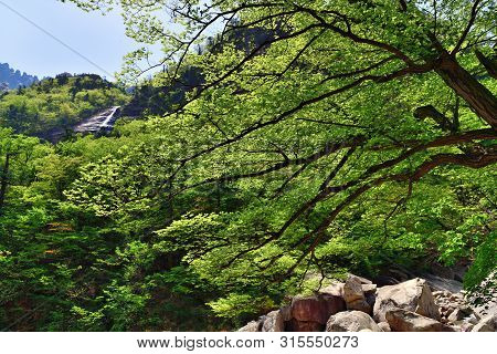 Diamond Mountains. Dprk. Mt.kumgang Trekking Route. Korean Maple Over The Mountain Singye Stream