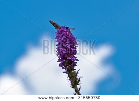 Flowers Of Purple Loosestrife, Lythrum Salicaria, Spiked Loosestrife, Purple Lythrum,