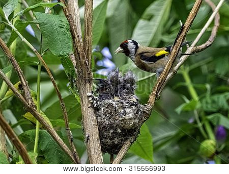 European Goldfinch (carduelis Carduelis) Nest With Chicks - London, United Kingdom