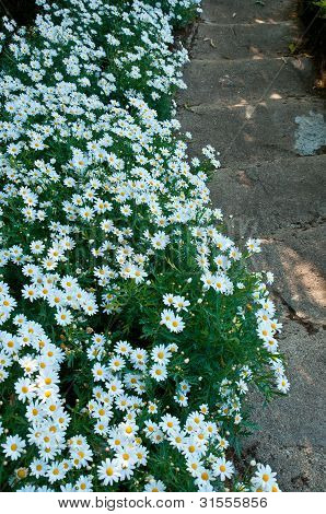Weg mit Kosmos Blume