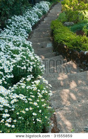 Weg mit Cosmos Blume