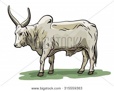 Color Bull Drawn By Hand. Livestock. Cattle. Animal Grazing