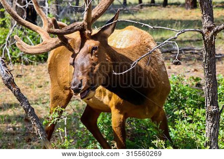 Close-up Shot Of A Beautiful Elk, Taken At Yellow Stone National Park