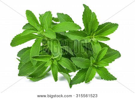 Stevia Rebaudiana  Isolated On A White Background