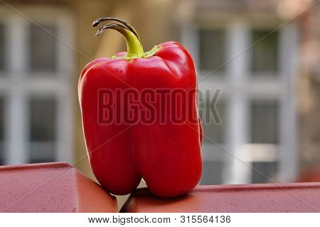 Red Bulgarian Pepper With The Black Ponytail In The Background Of The Building, Stale Food. Bacteria