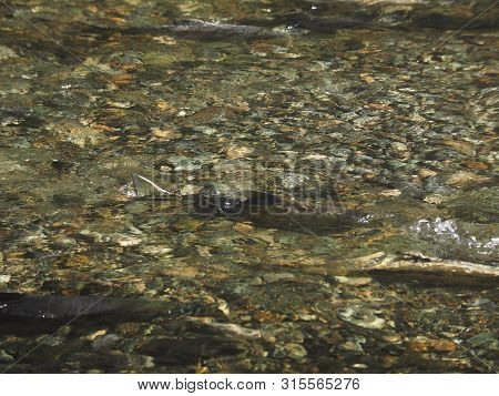 Salmon Run