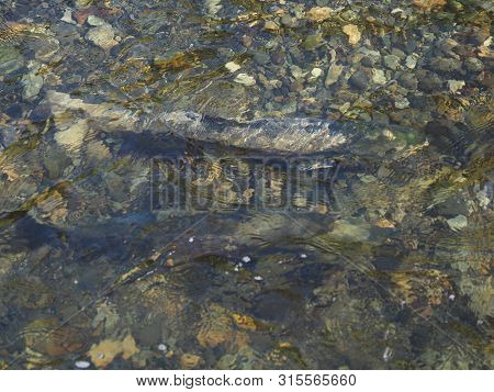 Salmon Run