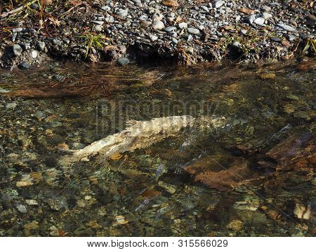 Salmon Run