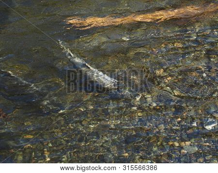 Salmon Run
