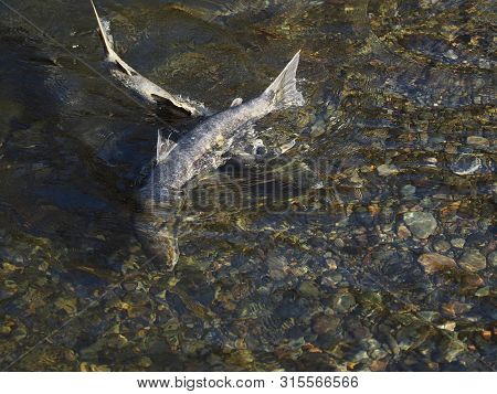 Salmon Run