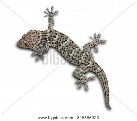 Geckos On A Separate White Background Can Be Separated.