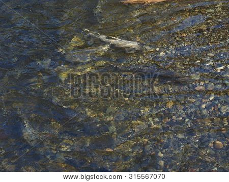 Salmon Run