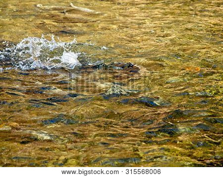 Salmon Run