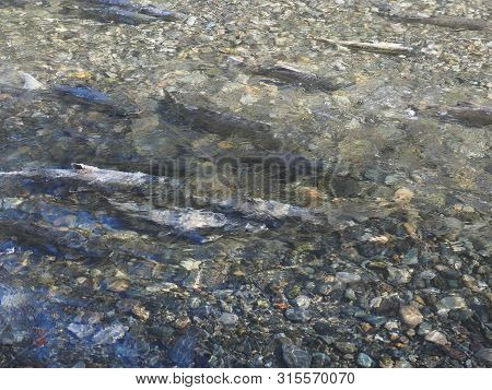 Salmon Run
