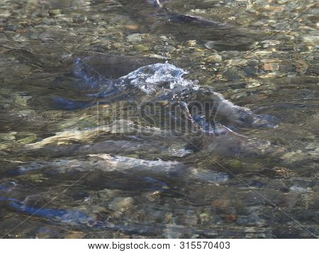 Salmon Run