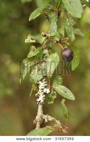 lichen บนต้นเชอร์รี่