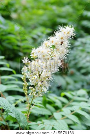 Fieldfare Felt (sorbaria Tomentosa (lindl.) In The Botanical Sady Summer.