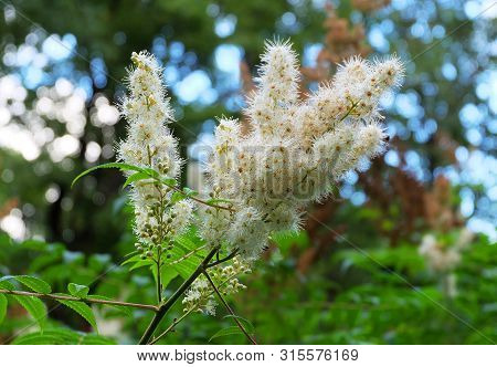 Fieldfare Felt (sorbaria Tomentosa (lindl.) In The Botanical Sady Summer.
