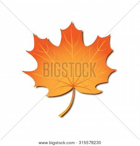Autumn Maple Leaf, Vector Realistic Orange Leaf Isolated In White Background For Seasonal Design, Fo