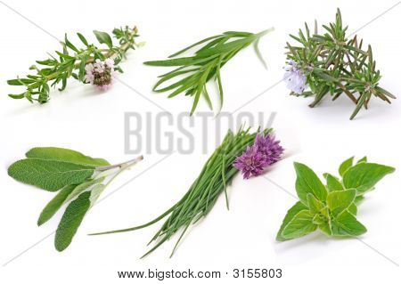 Erba