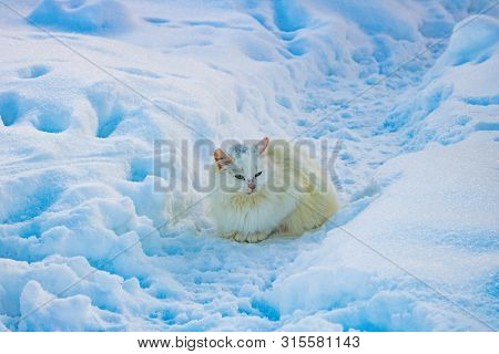 A White Long-haired Cat Sits In The Snow And Waits For Him To Be Fed.