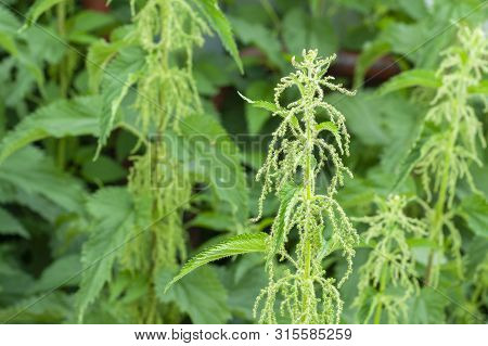 Thickets Of Fresh Green Nettle, Medicinal Plant, Alternative Medicine, Healthy Grass. Urtica Dioica,