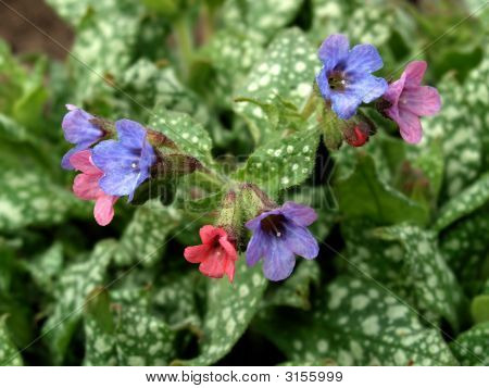 Pulmonaria