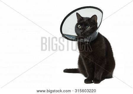 Black Cat In The Plastic Collar Which Is Put On On A Neck During The Postoperative Period. The Pet S