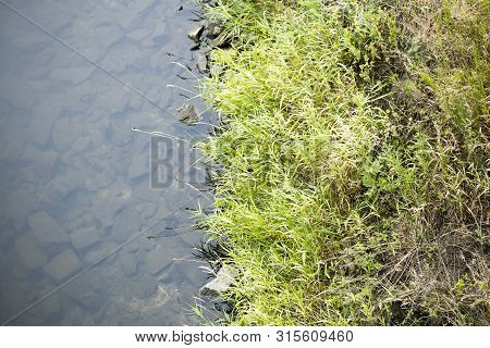 River Side With Green Small Plants Macro Background Fine Art High Quality Prints Products Fifty Mega