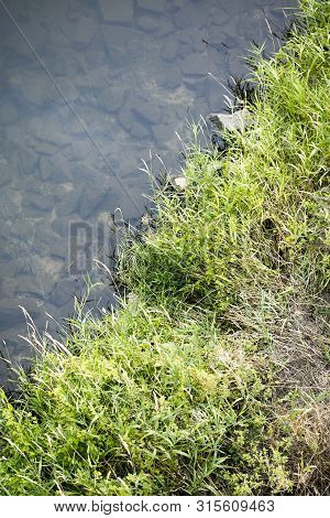 River Side With Green Small Plants Macro Background Fine Art High Quality Prints Products Fifty Mega