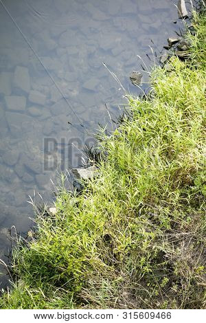 River Side With Green Small Plants Macro Background Fine Art High Quality Prints Products Fifty Mega