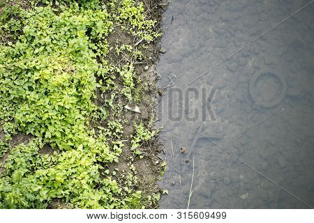 River Side With Green Small Plants Macro Background Fine Art High Quality Prints Products Fifty Mega