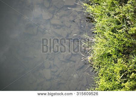 River Side With Green Small Plants Macro Background Fine Art High Quality Prints Products Fifty Mega