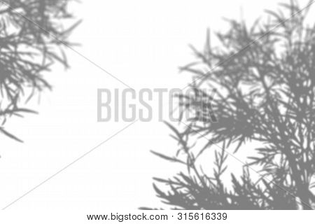 The Shadow Of The Plant On The White Wall. Black And White Summer Background For Photo Overlay Or Mo