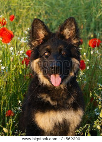 Cachorro en amapolas