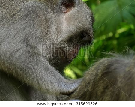 Proile Shot Of A Macaque Delousing Another At Ubud Monkey Forest, Bali