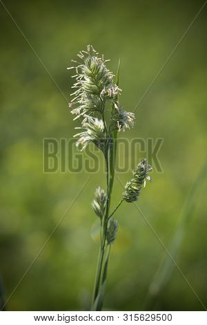 Beautiful Plumes Of Reed Canary Grass - Phalaris Arundinacea