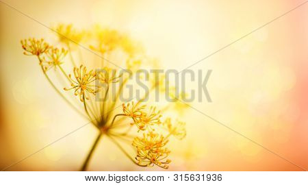 Autumn flower background. Silhouettes of inflorescences of  umbelliferous plant  against  sunset background. Autumn nature.