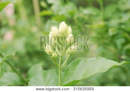 Close Up Group Of Bud Thai White Jasmin Flower On Green Tone Leafs Background, Have Copy Space, Sign