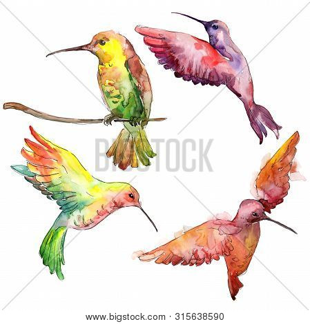 Sky Bird Colibri In A Wildlife. Watercolor Background Illustration Set. Isolated Hummingbird Illustr