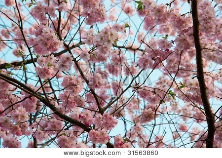 Blooming Tree In Spring With Pink Flowers