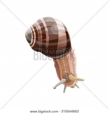 Crawling Garden Snail. Helix Pomatia. Vector Illustration Isolated On White Background